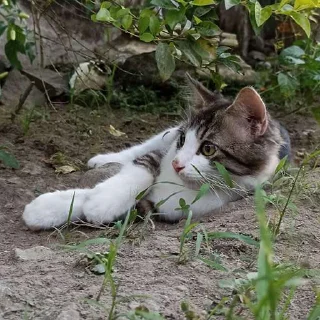 Sticker from Cat