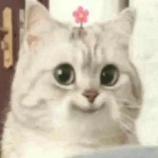 😊 emoji Cat Telegram sticker 17 of 50
