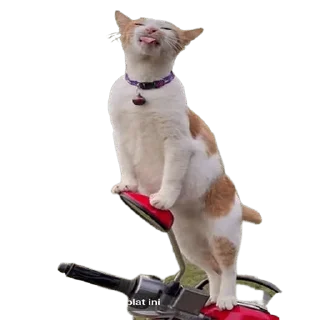 😝 emoji Cat Telegram sticker 6 of 50