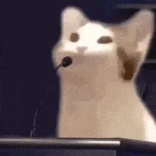 🤪 emoji 驼的动态收藏 Telegram sticker 9 of 56