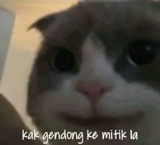 🐈 emoji Kucing sange Telegram sticker 6 of 25