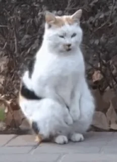 🐶 emoji 琪琪の动物园🐶  @ymzscat  🎖 Telegram sticker 17 of 50
