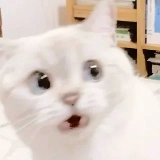 😼 emoji 〃kucing﹆ @stikerpacktele Telegram sticker 21 of 57