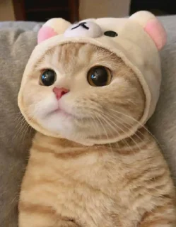 ❤ emoji Cat Arena (@CalsiBot) Telegram sticker 8 of 50