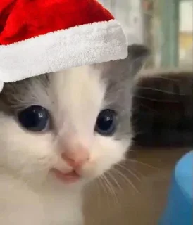 🎅 emoji Hehe 😹 :: @op_sticker Telegram sticker 10 of 45