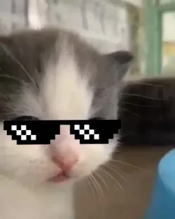 😎 emoji Hehe 😹 :: @op_sticker Telegram sticker 19 of 45