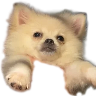 🐶 emoji Doggos @roasted_duck Telegram sticker 23 of 52
