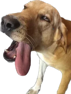 🐶 emoji Doggos @roasted_duck Telegram sticker 20 of 52