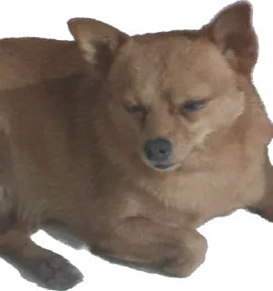 🐶 emoji Doggos @roasted_duck Telegram sticker 6 of 52