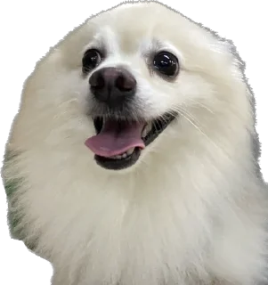 🐶 emoji Doggos @roasted_duck Telegram sticker 8 of 52