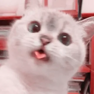 🐈 emoji ՙ ☁️ ៸៸ Cυte Cαts ˚◞ 𖢷͎ @GUMMIEOFC Telegram sticker 4 of 40