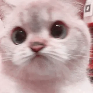 🐈 emoji ՙ ☁️ ៸៸ Cυte Cαts ˚◞ 𖢷͎ @GUMMIEOFC Telegram sticker 9 of 40