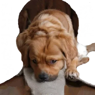 🐶 emoji 包包主席萌萌哒 Telegram sticker 11 of 114