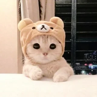 😼 emoji 〃kucing﹆ @stikerpacktele Telegram sticker 14 of 57