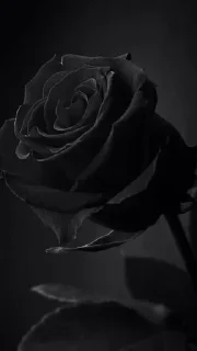 🖤 emoji BLACK AESTHETICS 🖤 @aestheticpicsuwu Telegram sticker 10 of 40
