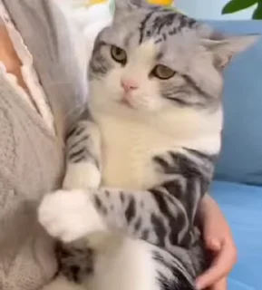 🥺 emoji ֆɦαʍɨռα ӄɛȶƈɦʊʍ💞(meoww) (@CalsiBot) Telegram sticker 22 of 46