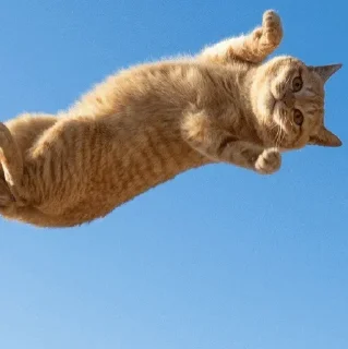 🐈 emoji Sparkling ✨Kitty✨(@GodlyDemon) Telegram sticker 9 of 118