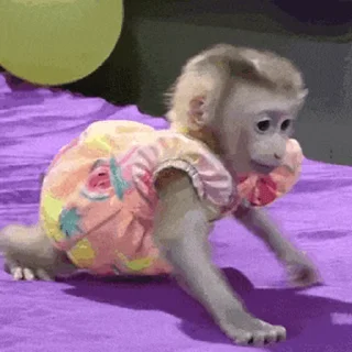 🐵 emoji 吗喽表情包 @Katak66 Telegram sticker 14 of 50