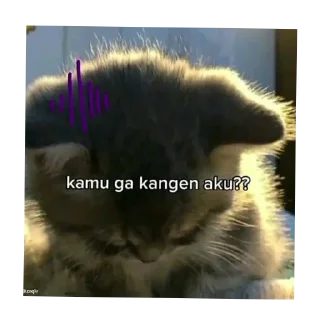 🐱 emoji ngihaa Telegram sticker 24 of 48