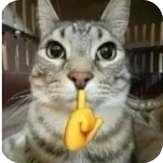 🐱 emoji Pussy* Telegram sticker 10 of 26