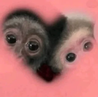 🌟 emoji dipak’s monkeys Telegram sticker 1 of 91