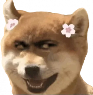🌟 emoji TG会员代开 刷粉 全球软件接码 @AQTGQYW Telegram sticker 19 of 62