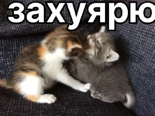 🌟 emoji Рейди добри Telegram sticker 6 of 30