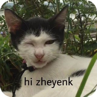 🐱 emoji Kocheng by Abell imut pacar heeseung Telegram sticker 16 of 98