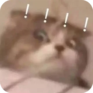🤲 emoji Kocheng by Abell imut pacar heeseung Telegram sticker 13 of 98