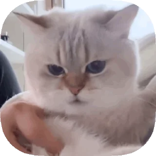 😆 emoji 𝙊𝙥𝙨 ! 𝙈𝙮 𝙎𝙩𝙞𝙘𝙠𝙚𝙧 : 𝘽𝙚𝙩𝙖 Telegram sticker 14 of 40