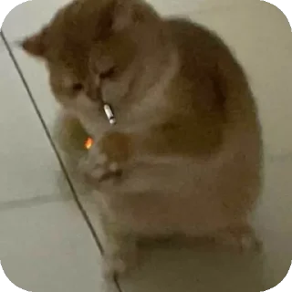🐱 emoji kinay packk Telegram sticker 19 of 32