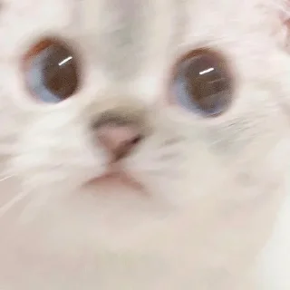 😶 emoji cats Telegram sticker 14 of 68