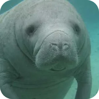 🦭 emoji Dugong Telegram sticker 12 of 22