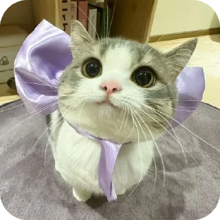 🐱 emoji Harshita's cute pack Telegram sticker 10 of 20