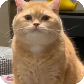 🐱 emoji Harshita's cute pack Telegram sticker 15 of 20
