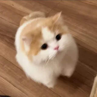 Sticker from cutie cat