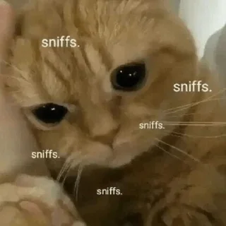 ☹️ emoji Catz Telegram sticker 10 of 39