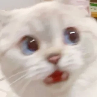 Sticker from Zuzu & Nana Reactions