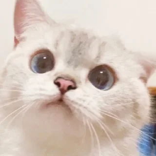 Sticker from Zuzu & Nana Reactions