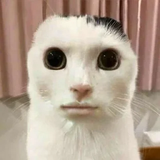 😐 emoji Cat Telegram sticker 24 of 50