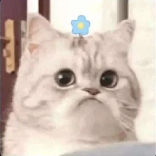 ☹️ emoji Cat Telegram sticker 10 of 50