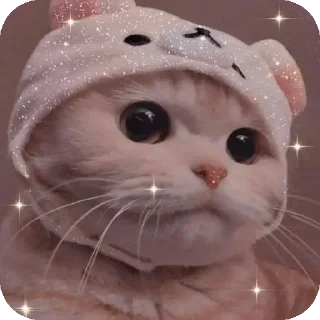 🐱 emoji Meow ...o_O. Telegram sticker 14 of 53
