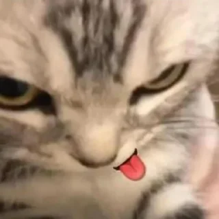 🐈 emoji Meong meong Telegram sticker 20 of 84