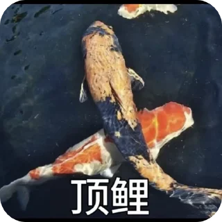 Sticker from 唾沫星子的锦鲤bro