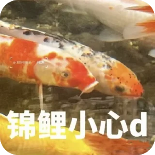 Sticker from 唾沫星子的锦鲤bro