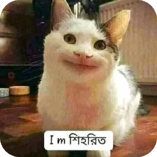 🐱 emoji @CheaterZahid cat&doge pack Telegram sticker 5 of 55