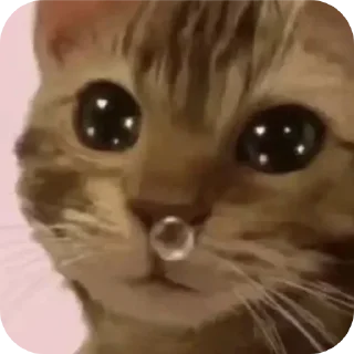 🐱 emoji @CheaterZahid cat&doge pack Telegram sticker 13 of 55