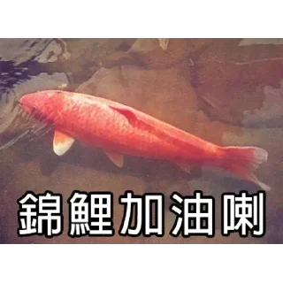 💪 emoji 锦鲤表情包 Telegram sticker 19 of 85