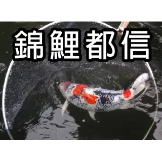 😒 emoji 锦鲤表情包 Telegram sticker 12 of 85
