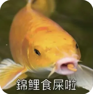 🌟 emoji 唾沫星子的锦鲤bro Telegram sticker 10 of 14